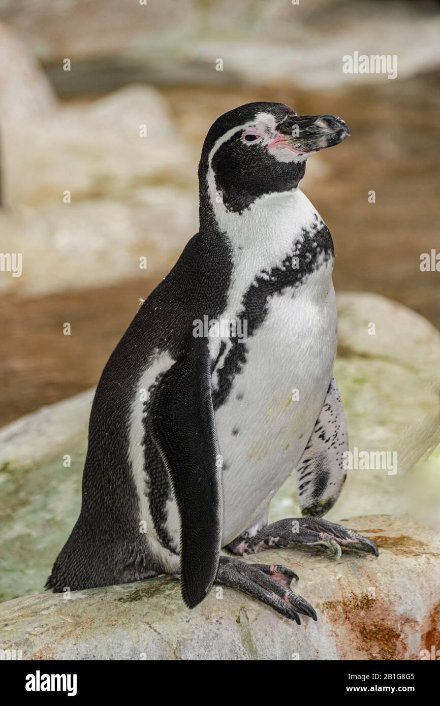 Le pingouin Humboldt (Spheniscus humboldti) se tenant sur un rocher Banque D'Images