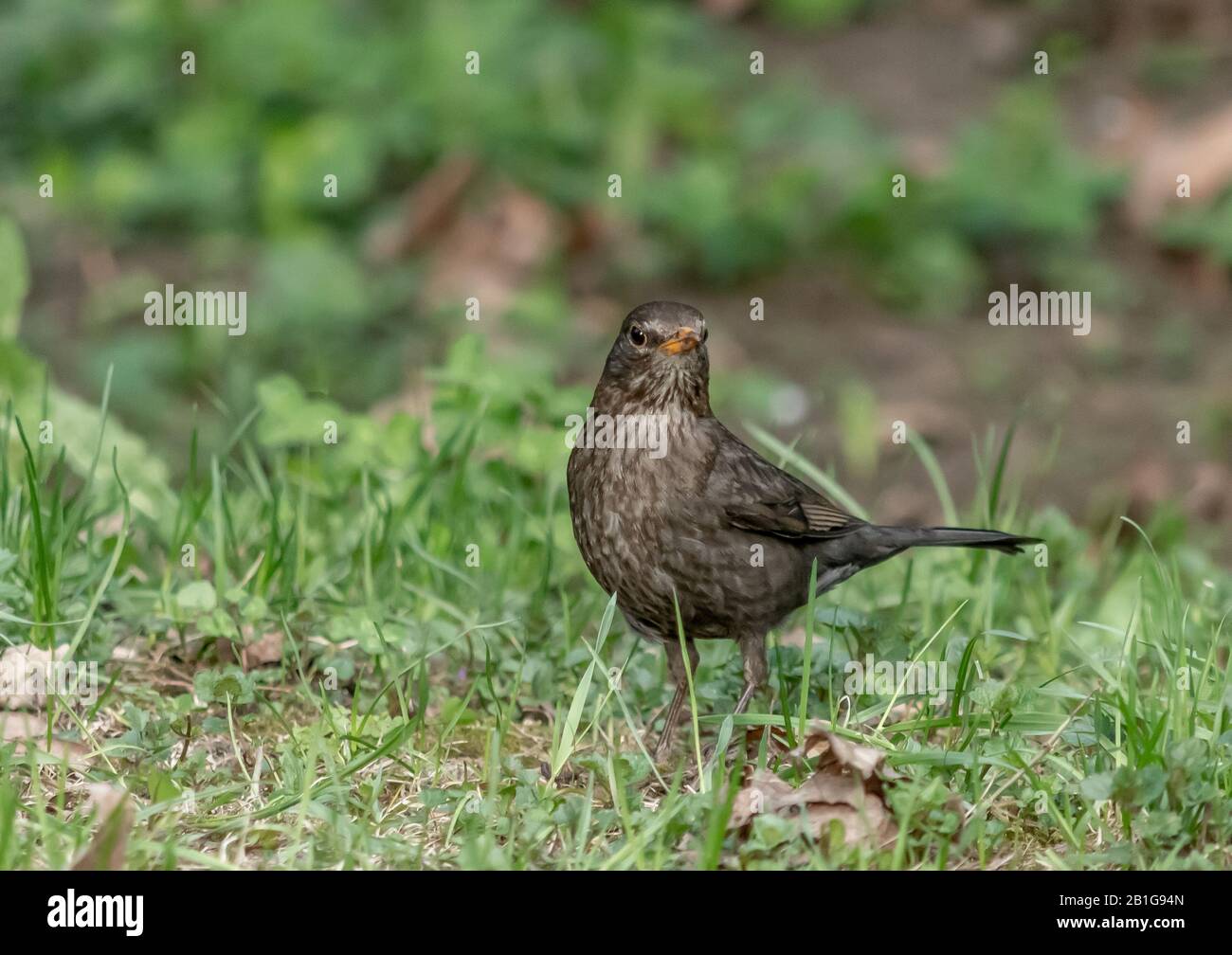 Blackbird perché sur l'herbe dans la forêt Banque D'Images