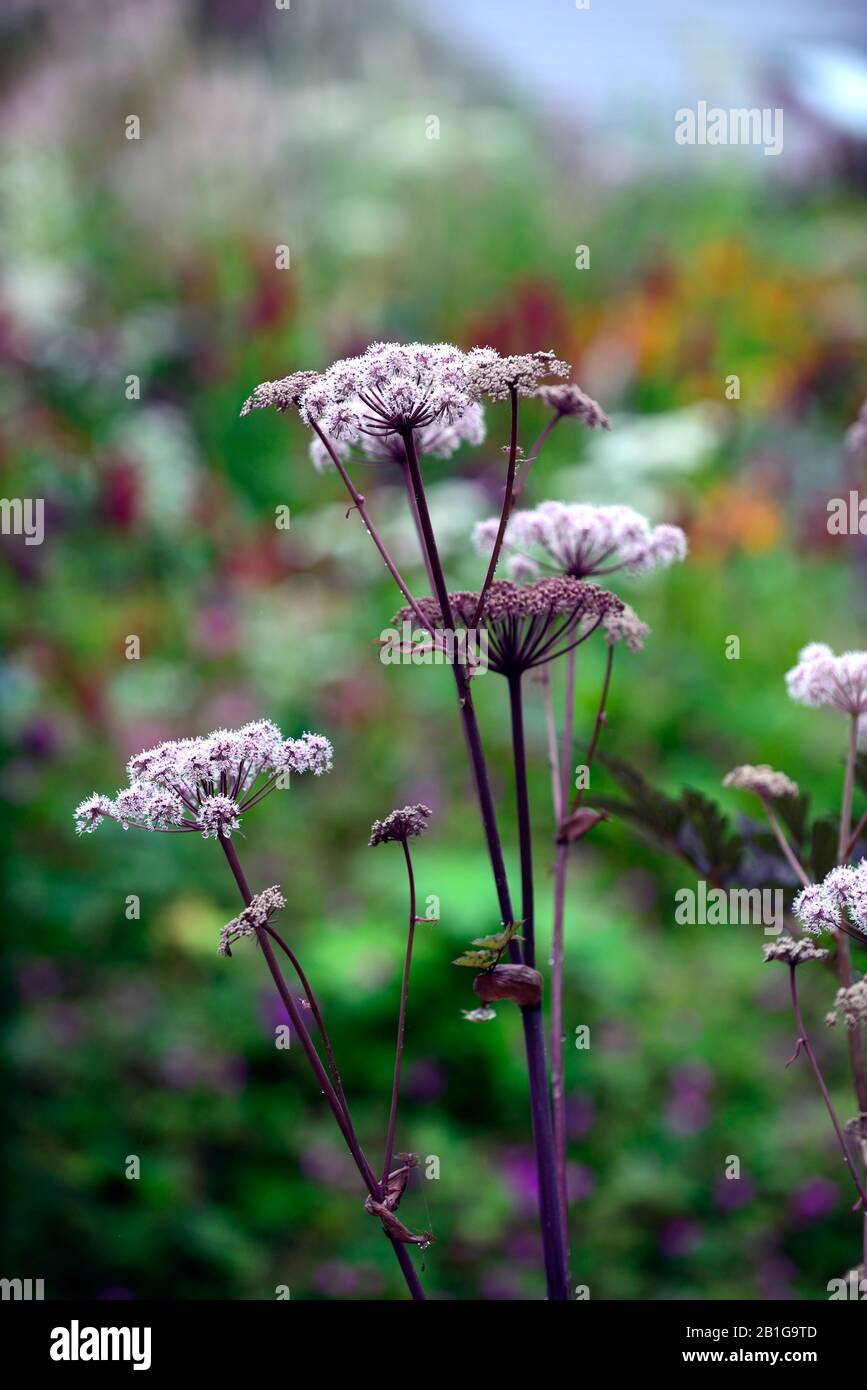 Angelica sylvestris purpurea,jardin,fleurs,jardins,flowerhead,fleurs,Fleurs,RM florifère Banque D'Images