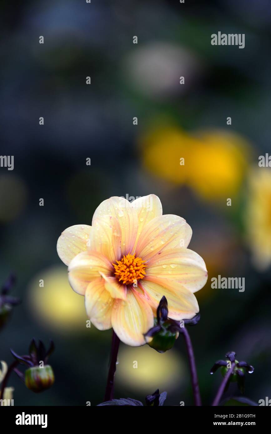 Dahlia,dahlias,plantules,fleurs jaunes de pêche,fleurs,fleurs,RM florales Banque D'Images