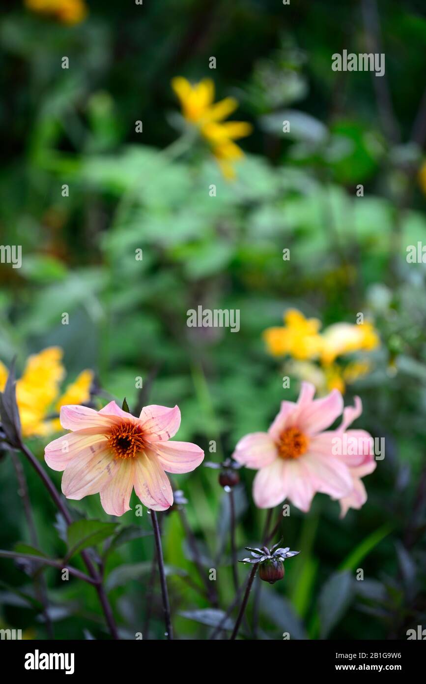 Dahlia,dahlias,plantules,fleurs jaunes de pêche,fleurs,fleurs,RM florales Banque D'Images