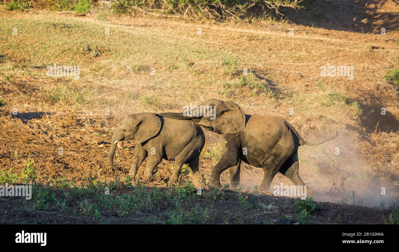 Elephant accouplement Banque de photographies et d’images à haute résolution Alamy