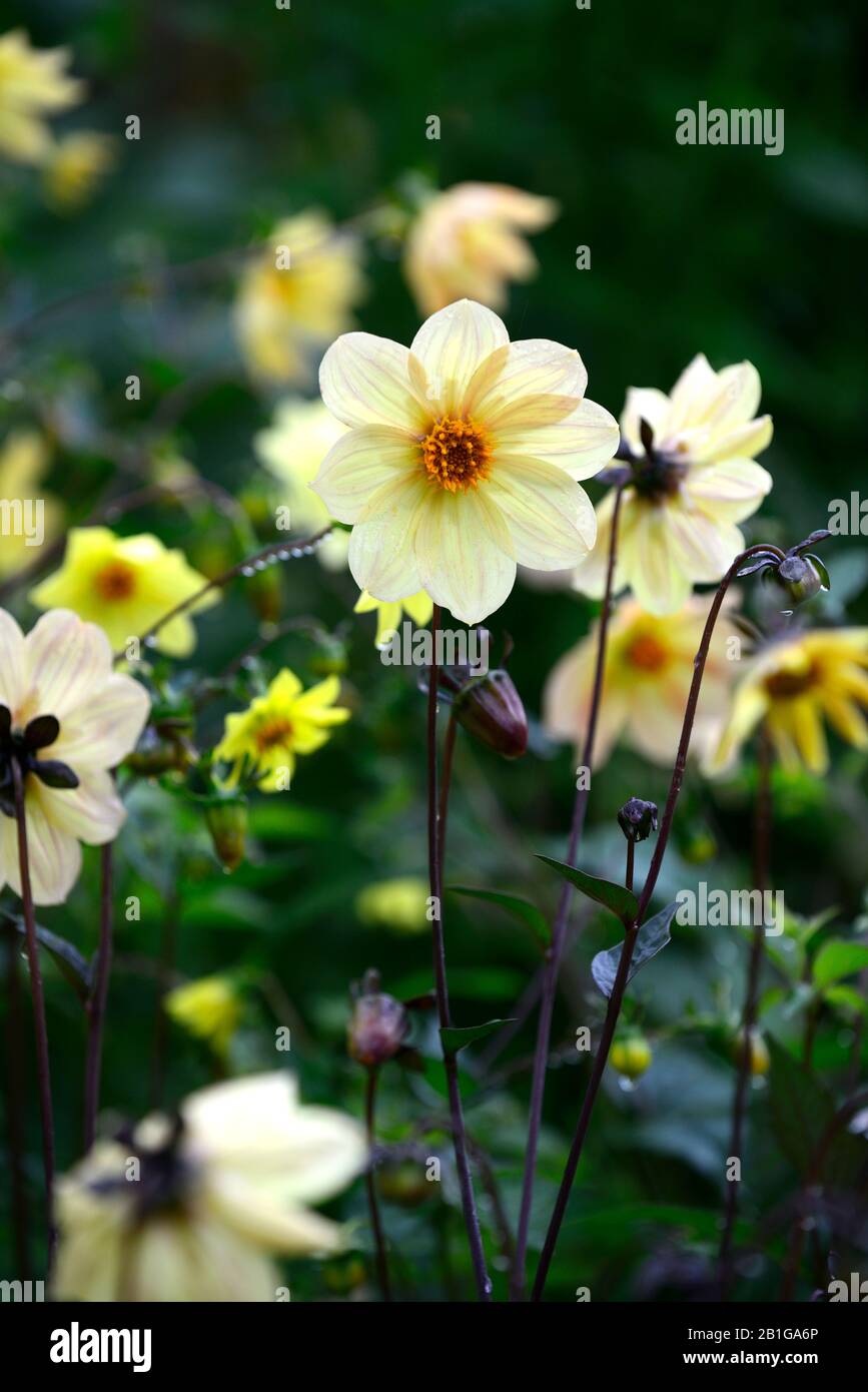 Dahlia,dahlias,plantules,fleurs jaunes de pêche,fleurs,fleurs,RM florales Banque D'Images
