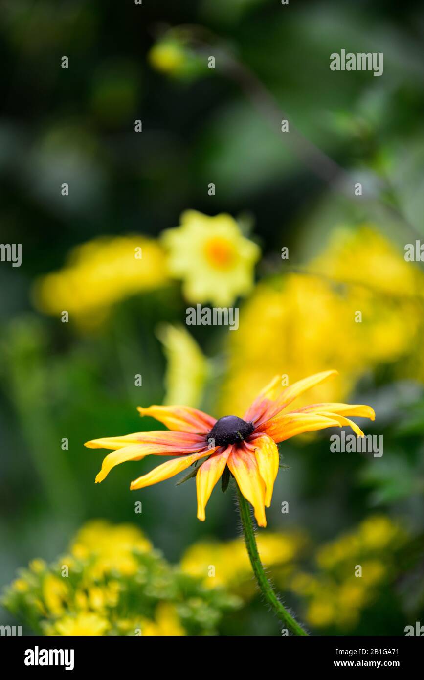 Rudbeckia hirta,rouille orange jaune rudbeckia,fleur,fleurs,floraison,rudbeckias,RM Floral Banque D'Images