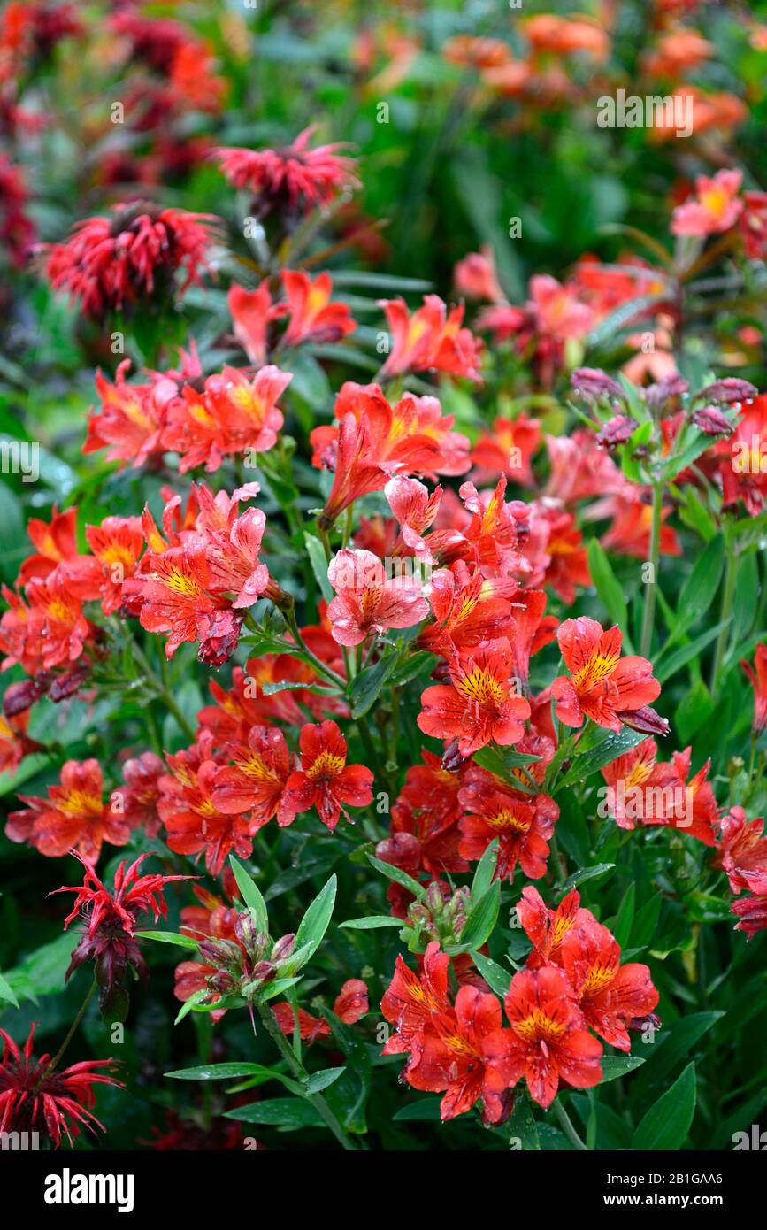 Alstroemeria,fleurs orange pêche, fleurs, fleurs, fleurs, fleurs, vivaces tendre, RM Floral Banque D'Images