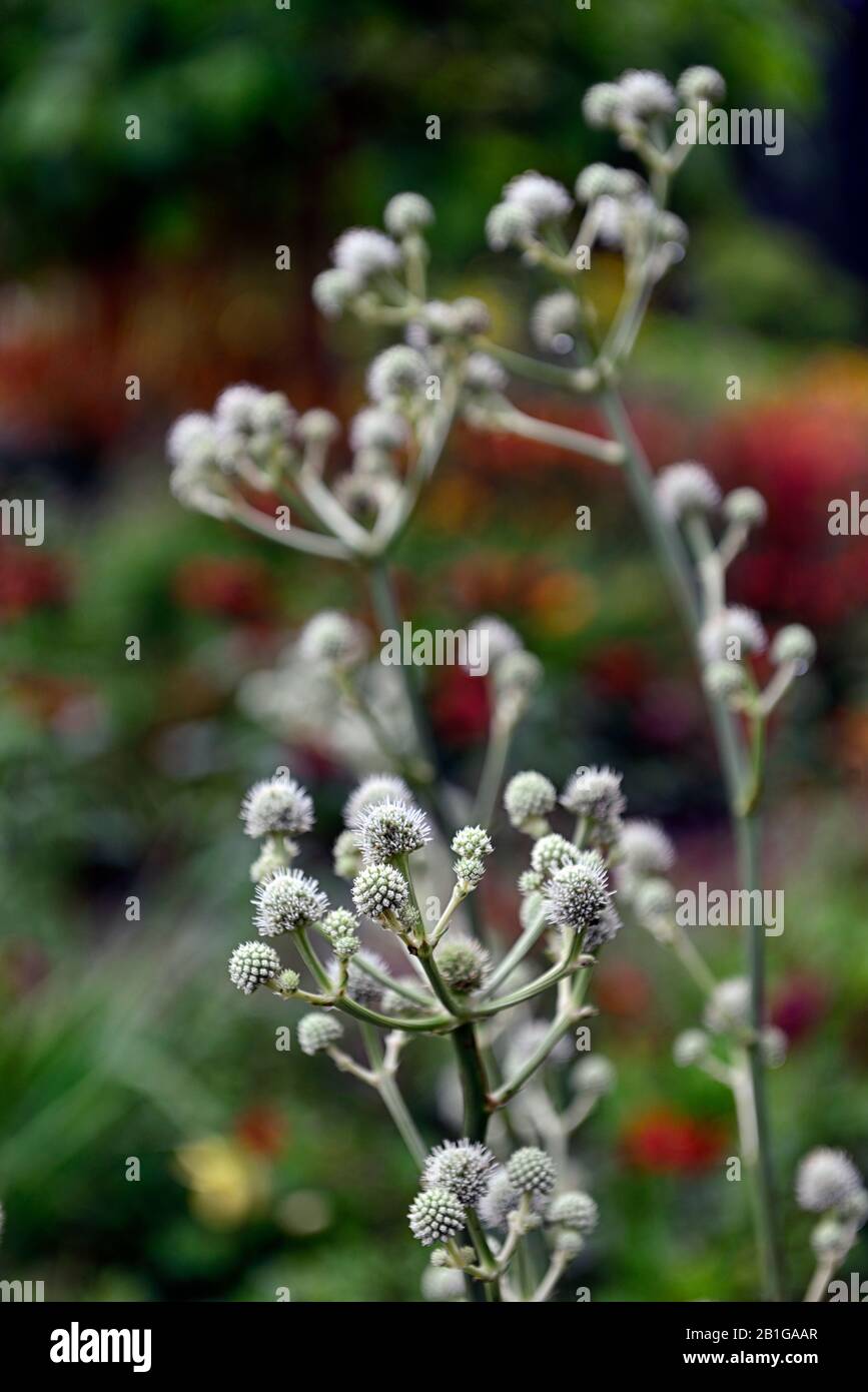 Eryngium yuccifolium,fleurs,fleuries,bordure mixte,chardon ornemental,jardins,RM Floral Banque D'Images