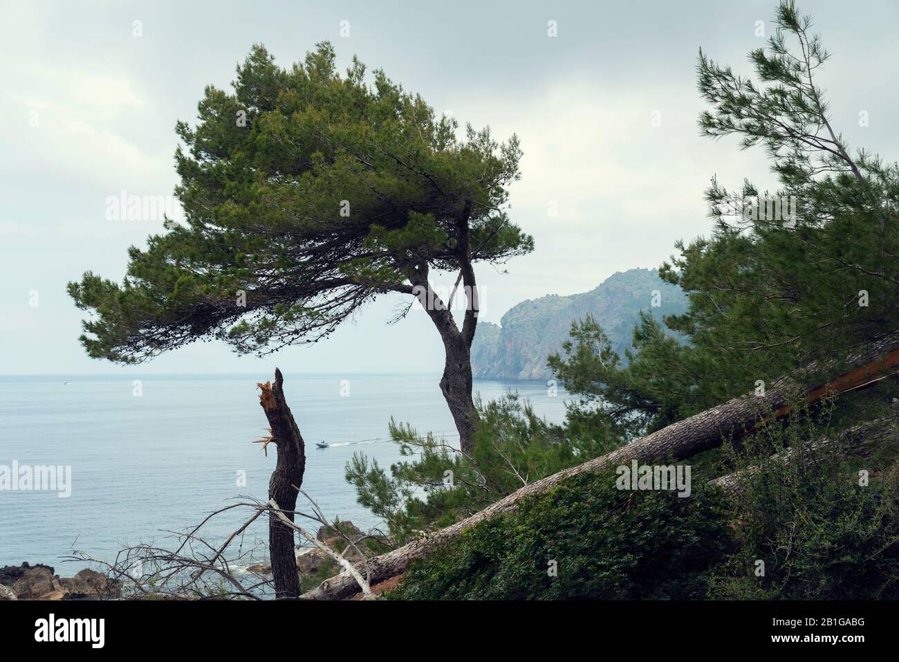 Côte avec des pins à Majorque Méditerranée baie de mer Focus sélectif Banque D'Images