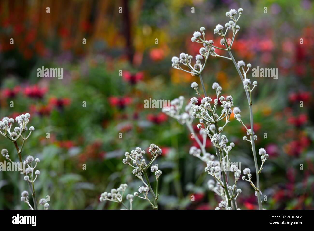 Eryngium yuccifolium,fleurs,fleuries,bordure mixte,chardon ornemental,jardins,RM Floral Banque D'Images