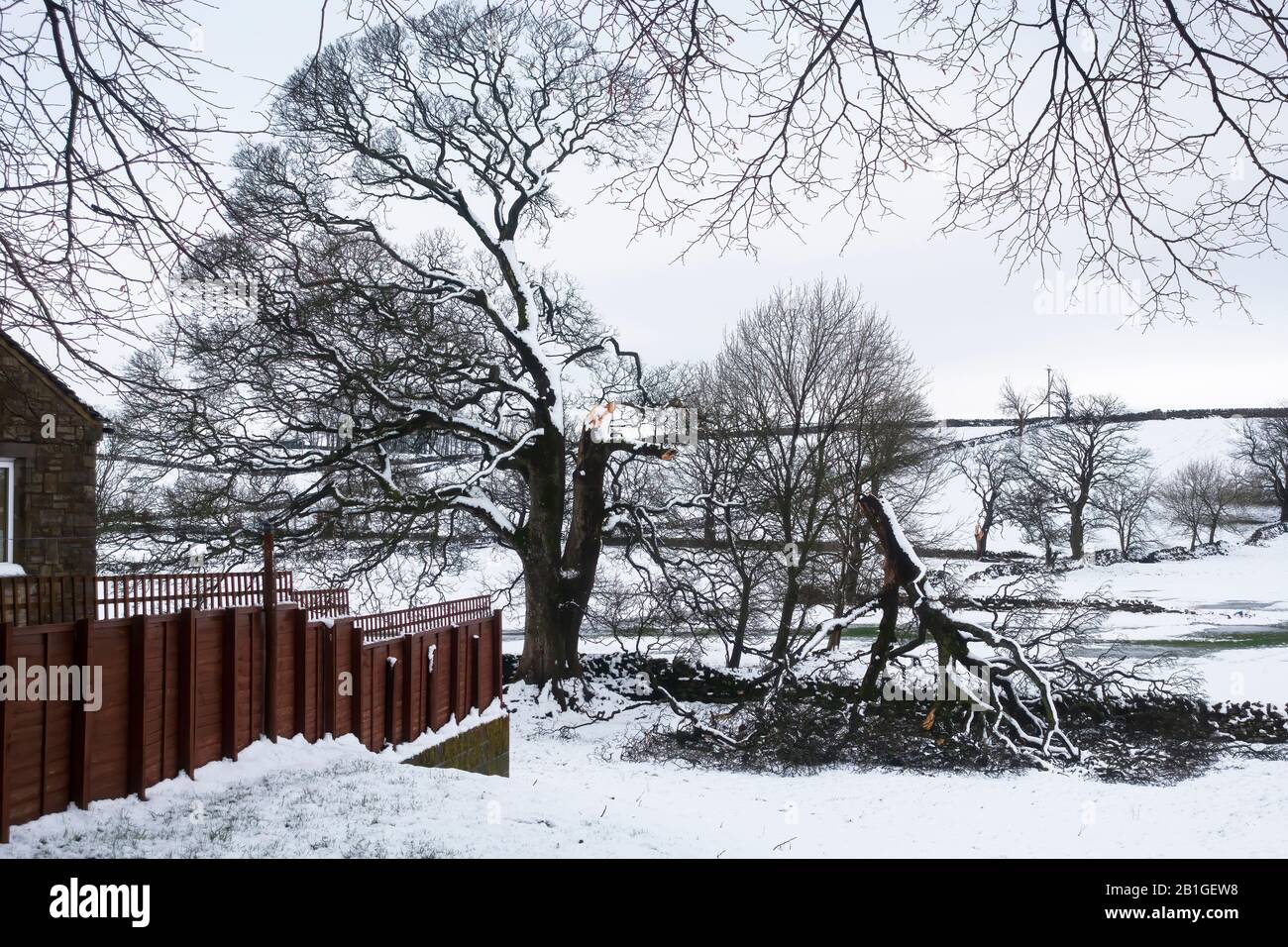 Arbre tombé après les tempêtes hivernales à Wensleydale, Yorkshire Dales Banque D'Images
