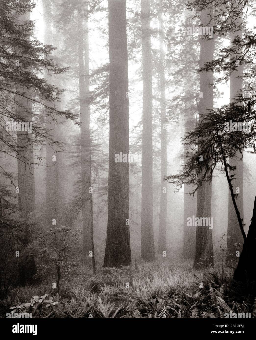 BW38802-00...CALIFORNIE - Trix 120 noir et blanc image cinématographique des arbres de brouillard et de séquoia le long du sentier Damnation dans le parc national de Redwood. Banque D'Images