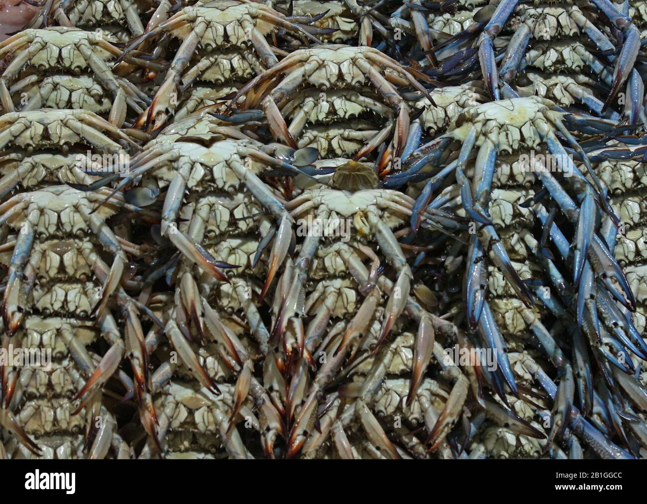 Crabes bleus pour vendre dans une échoppe de marché Banque D'Images