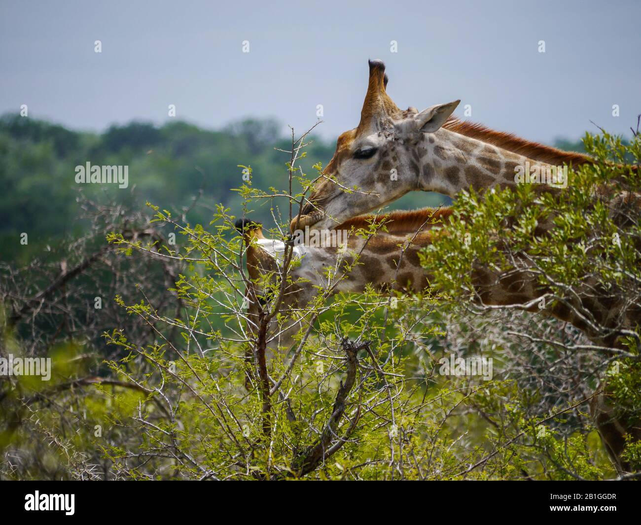 Girafes sud-africaines (Cervus camelopardalis) mangeant des feuilles fraîches d'un arbre dans Kruger Nationalpark Banque D'Images