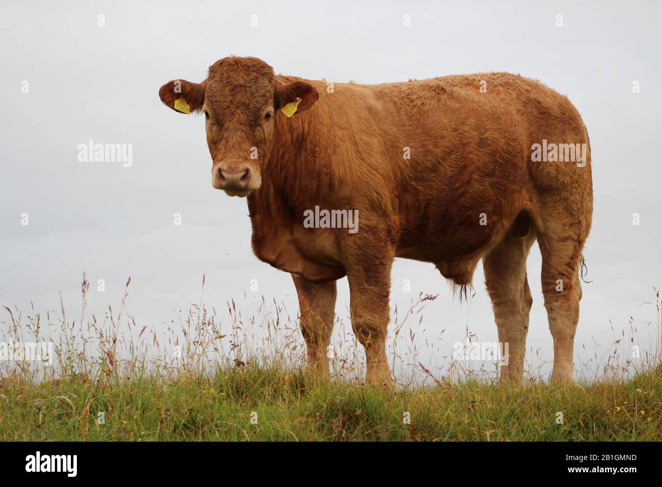 Bullock sur fond de couvert, de jour humide, Summertime, Irlande Banque D'Images