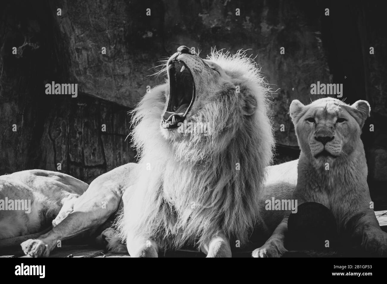 portrait d'un lion et d'une image monochromatique noir et blanc sans lioness Banque D'Images