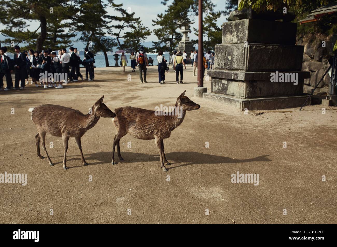 Miyajima, Japon - 21 avril 2018: Deer roaming autour de l'île Miyajima entouré de touristes. Banque D'Images