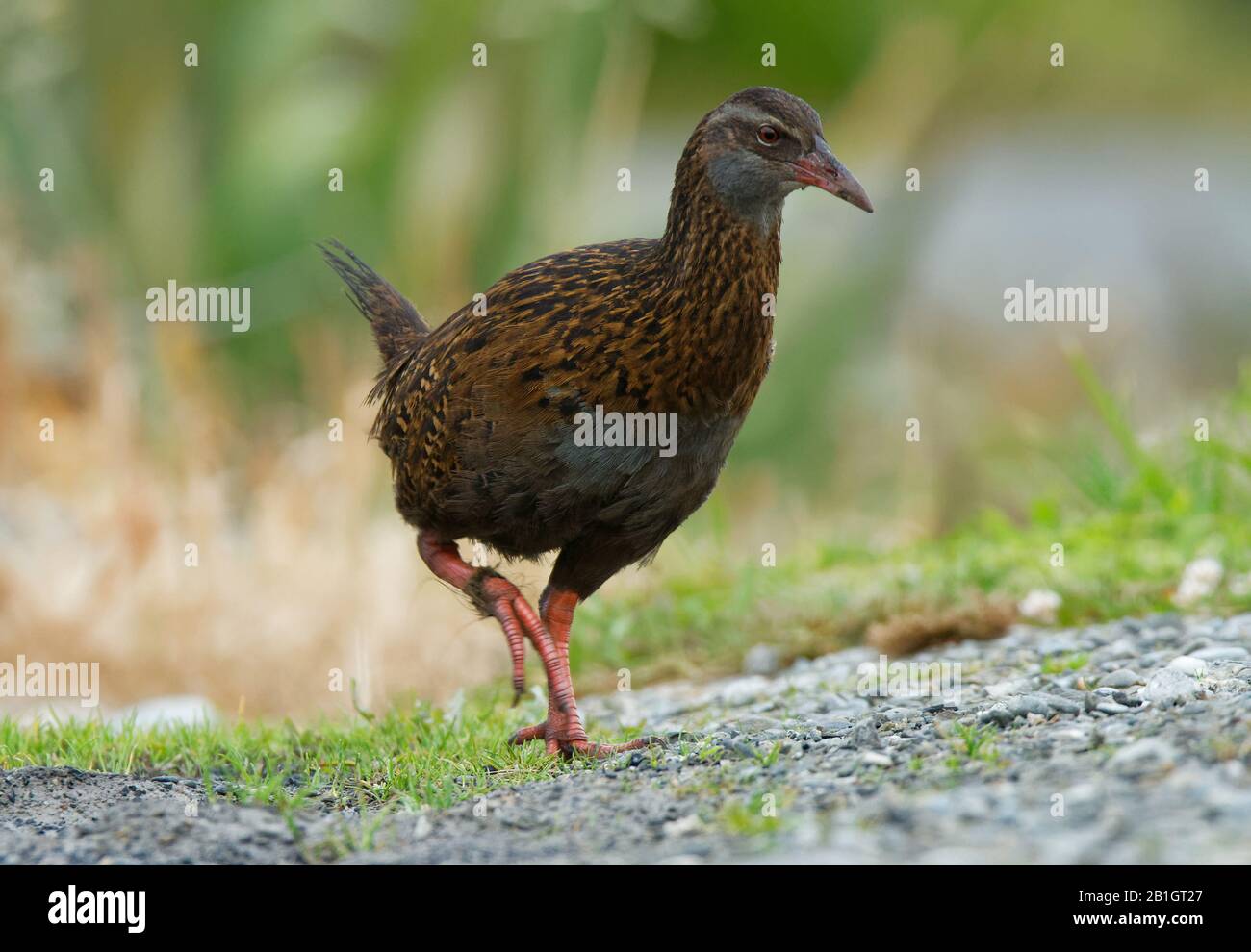 Galliralus Australis - Weka Dans L'Île Du Sud De La Nouvelle-Zélande. Oiseau brun et gris. Banque D'Images