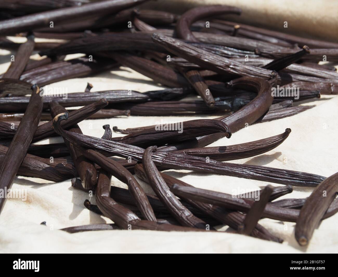 Polynésie française Tahiti vanille, bref avant prêt à vendre Banque D'Images