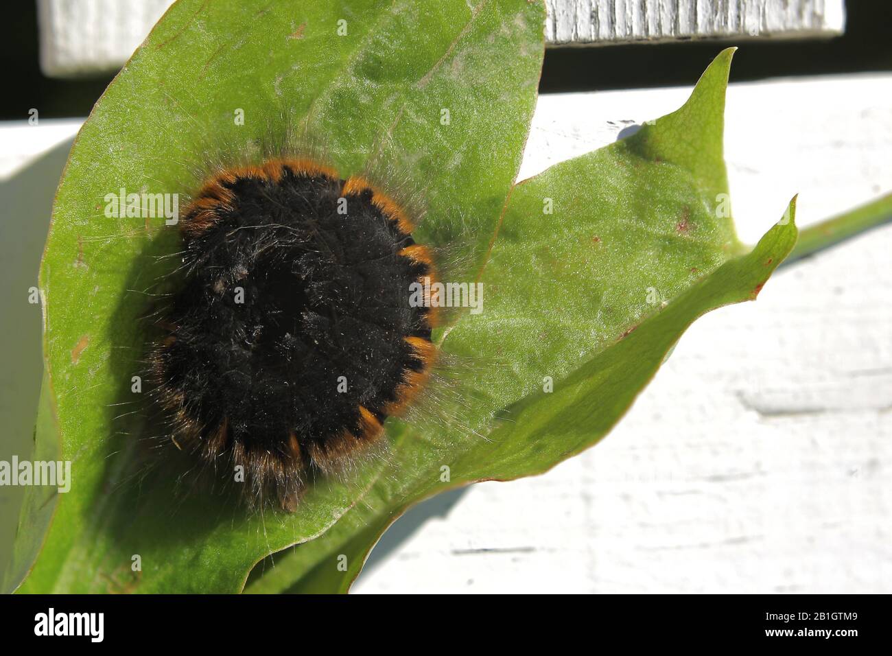 On a recourbé à la chenille de la motte du renard (Macrothylacia rubi). Banque D'Images