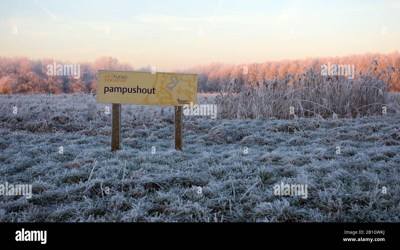 Pampushout Almere, couvert de givre, Pays-Bas Banque D'Images