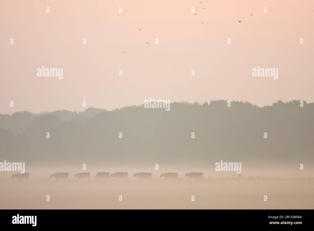 Bovins domestiques (Bos primigenius F. taurus), bovins laitiers au brouillard matinal, Pays-Bas Banque D'Images