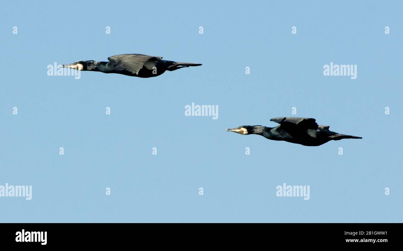 Grand cormorant (Phalacrocorax carbo), deux cormorants en vol, vue latérale, Pays-Bas Banque D'Images