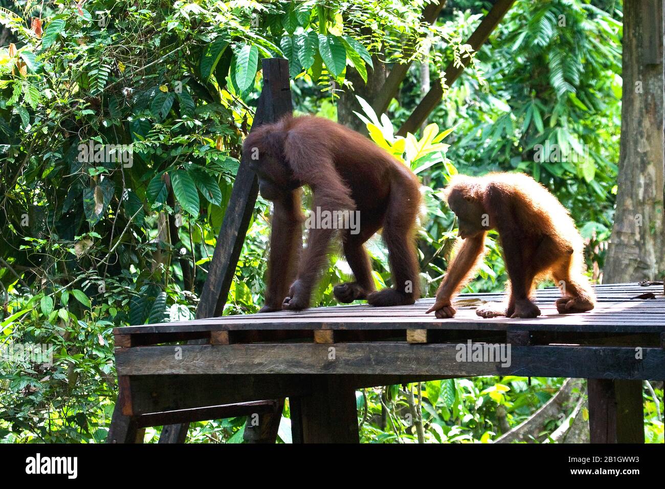 Bornean orangutan (Pongo pygmaeus pygmaeus), dans un arbre avec jeune, Malaisie, Bornéo, Sépilok Orangutan Rehabilitation Center Banque D'Images