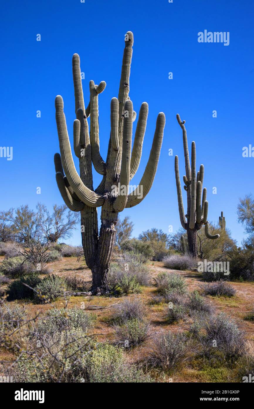 Saguaro cactus (Carnegiea gigantea, Cereus giganteus), habitats, États-Unis, Arizona, Sonorawueste Banque D'Images