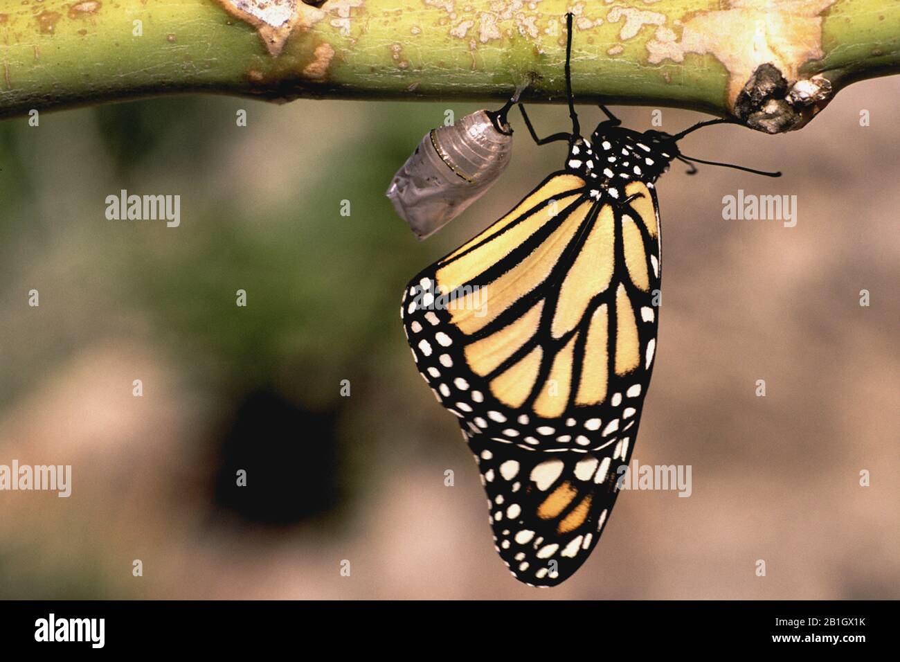 Monarch papillon, milkweed (Danaus plexippus), imago avec ailes fermées près de la pupa, vue latérale, Antilles néerlandaises, Curaçao Banque D'Images