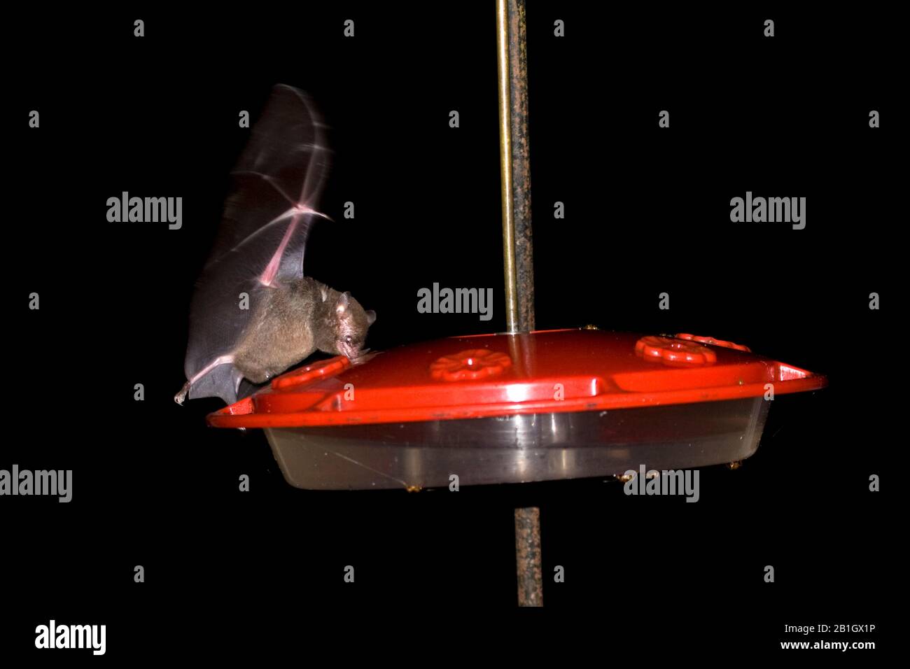 Chauve-souris à longues tonneaux, chauve-souris à longue tongure de Pallas (Glossophaga soricina), se nourrissant à un hacher de colibris, vue latérale, Brasilia Banque D'Images