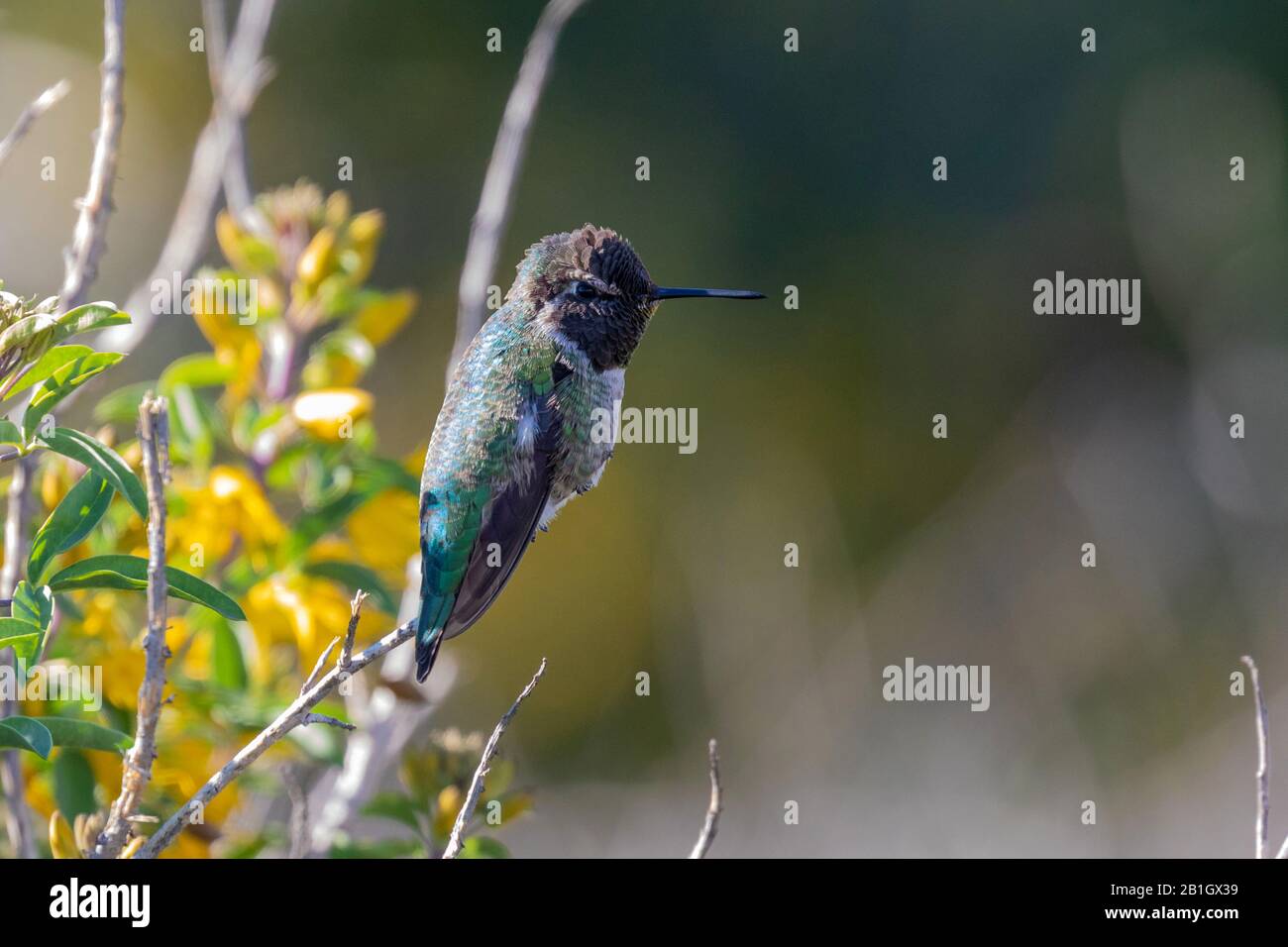 Anna's Hummingbird (Calypte anna), à l'affût, vue latérale, États-Unis, Californie, Crystal Cove State Park Banque D'Images