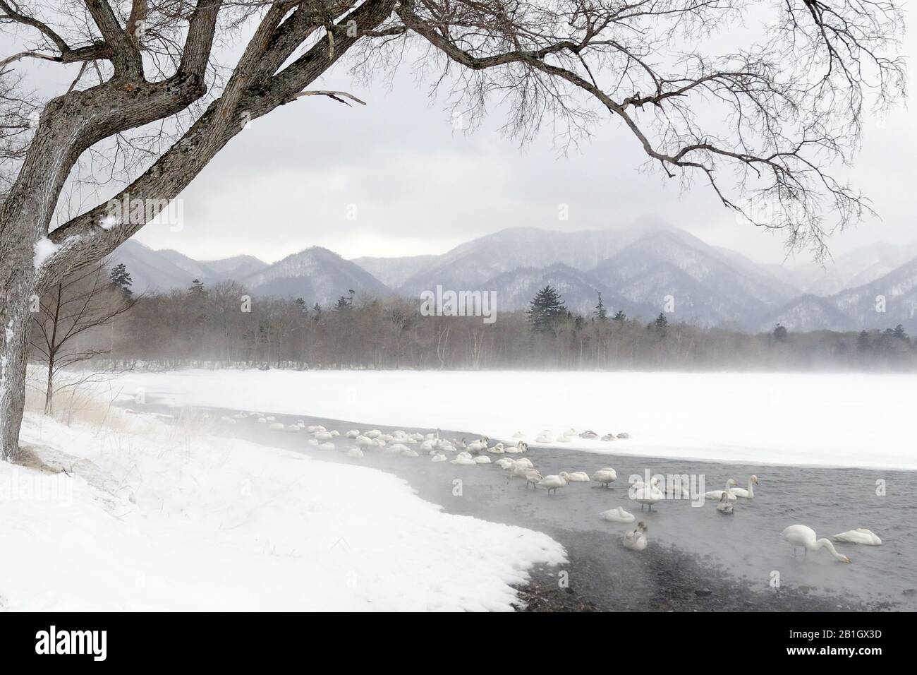 Cygnus cygnus, cygnus, cygnes whooper sur le lac Kussharo, Japon, Hokkaido, lac Kussharo Banque D'Images