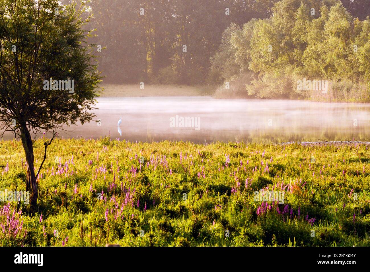 Grand aigrette, Grand Egret blanc (Egretta alba, Casmerodius albus, Ardea alba), à la réserve naturelle Blauwe Kamer, Pays-Bas, Blauwe Kamer Banque D'Images
