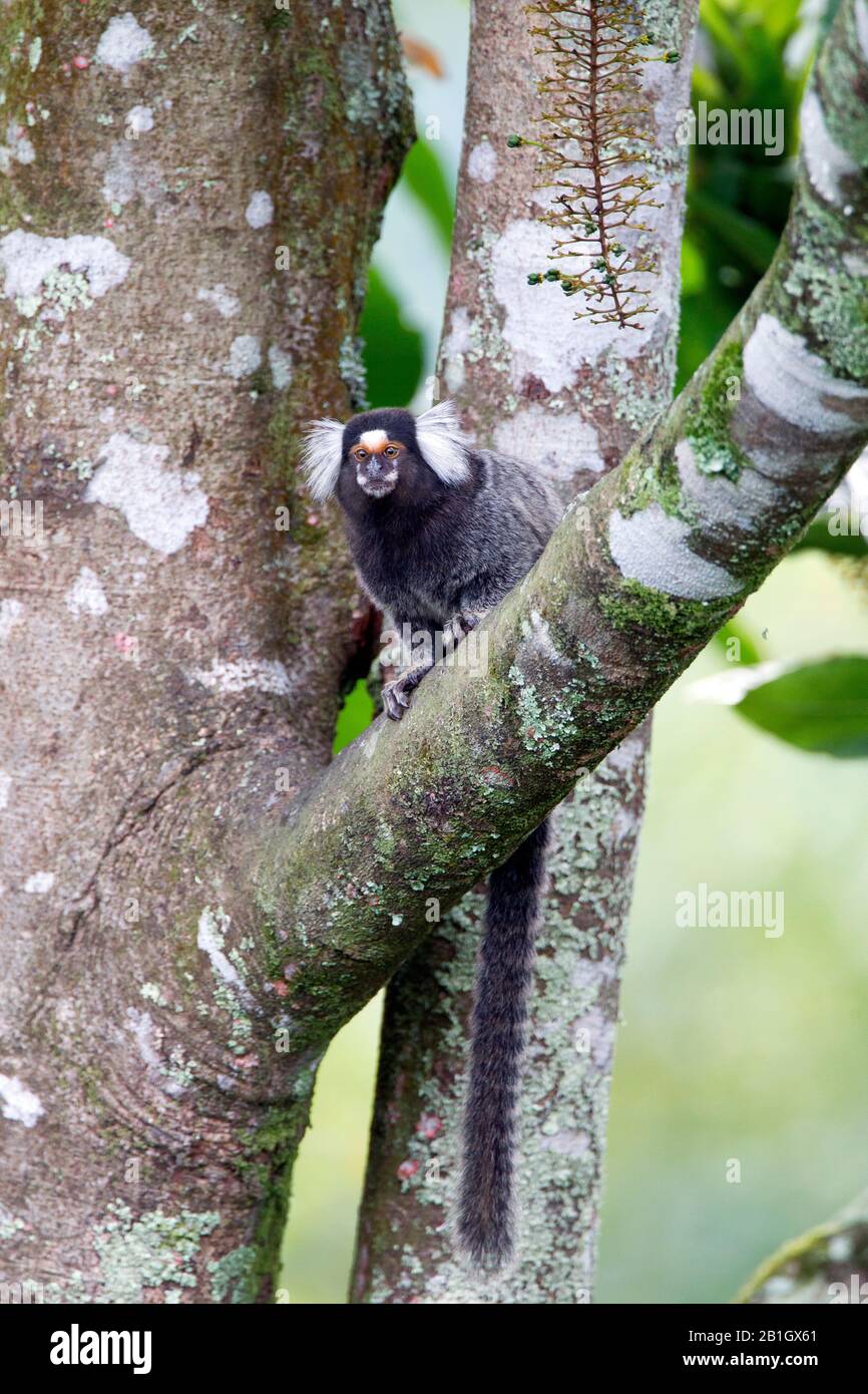 Marmoset commun (Callithrix jacchus), assis sur une branche dans un arbre, Vorderansicht, Brésil Banque D'Images