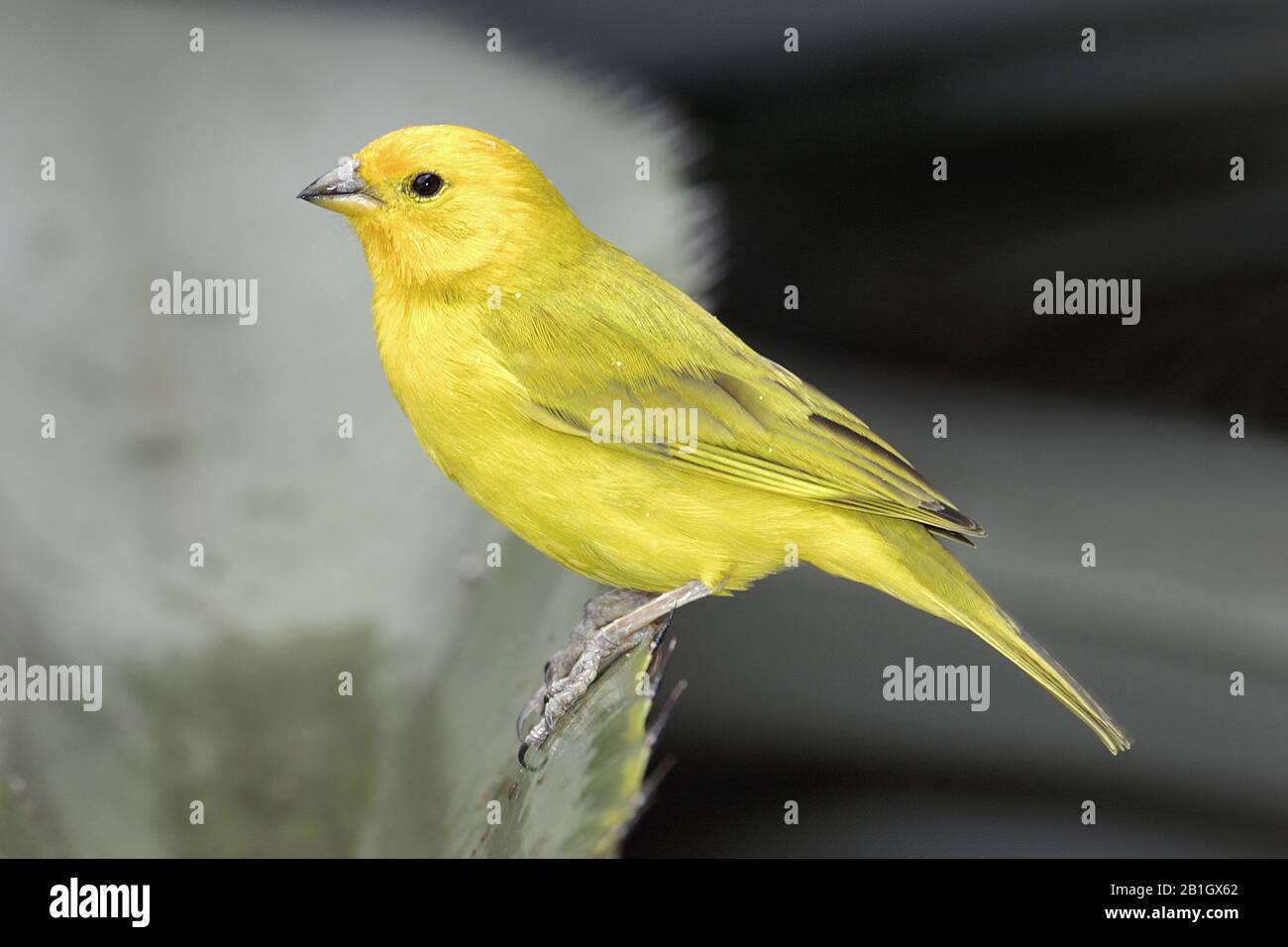Safran finch (Sicalis flaveola), femme, vue latérale, Antilles néerlandaises, Curaçao Banque D'Images