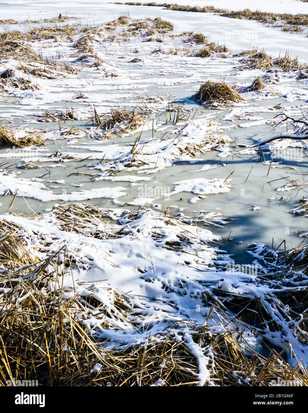 Touffes d'herbe sèche et roseaux sur un étang gelé couvert de glace et de neige. Banque D'Images
