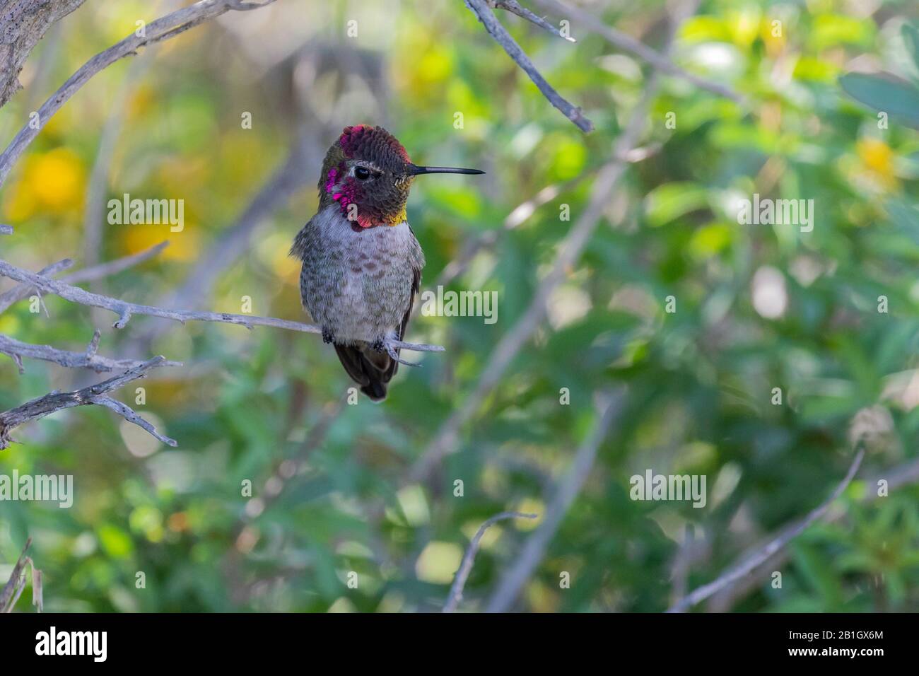 Anna's Hummingbird (Calypte anna), homme perçant à l'affût, États-Unis, Californie, Crystal Cove State Park Banque D'Images