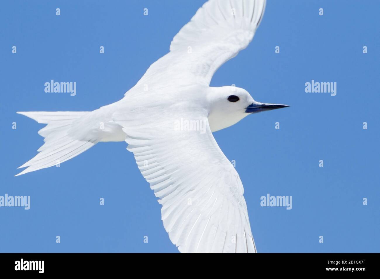 White tern; White Noddy (Gygis alba candida, Gygis candida), en vol, Ile Maurice, Ile Rodrigues Banque D'Images