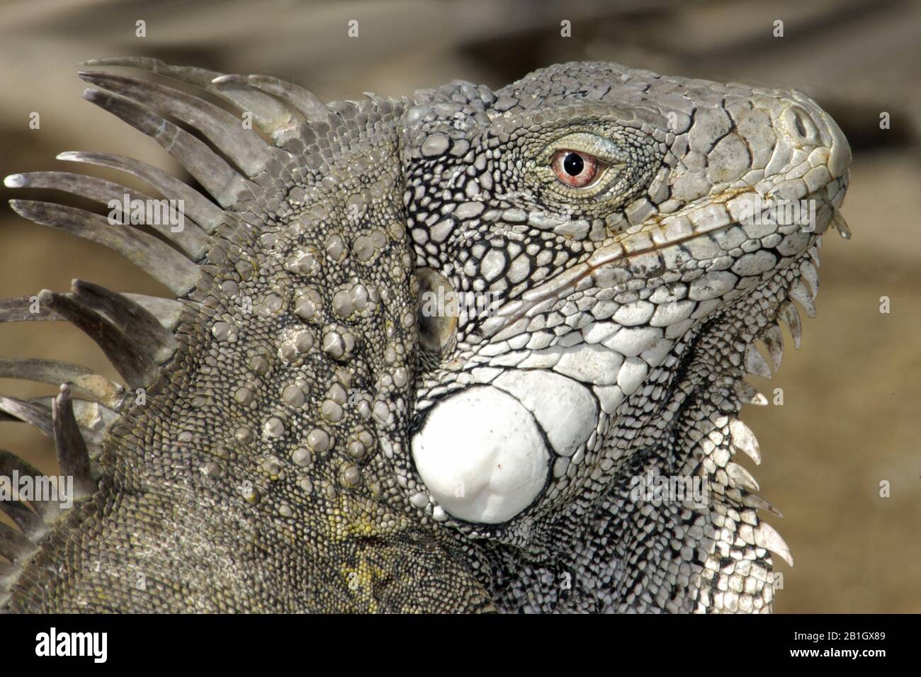 Iguana verte, iguana commune (Iguana iguana), portrait d'un homme, Antilles néerlandaises, Curaçao Banque D'Images