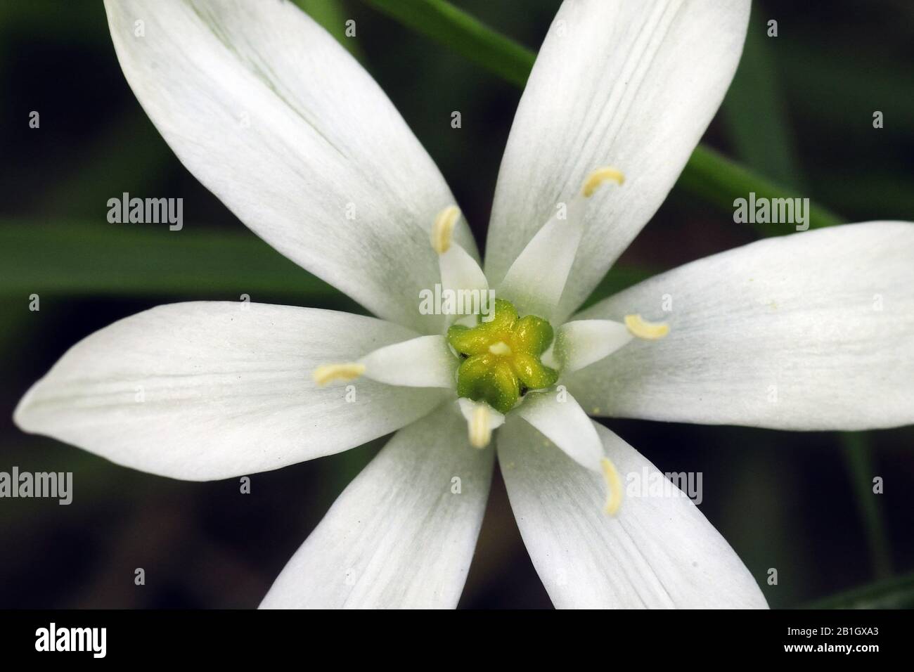 Somnodick, étoile de bethléem (Ornithogalum umbellatum), détail de la fleur, Pays-Bas, Texel Banque D'Images