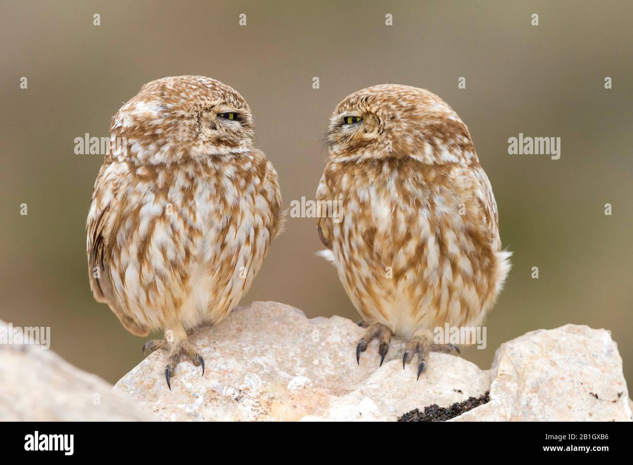 Petite chouette sahraouie (Athene noctua saharae, Athene saharae), paire se regardant dans l'oeil, Maroc Banque D'Images