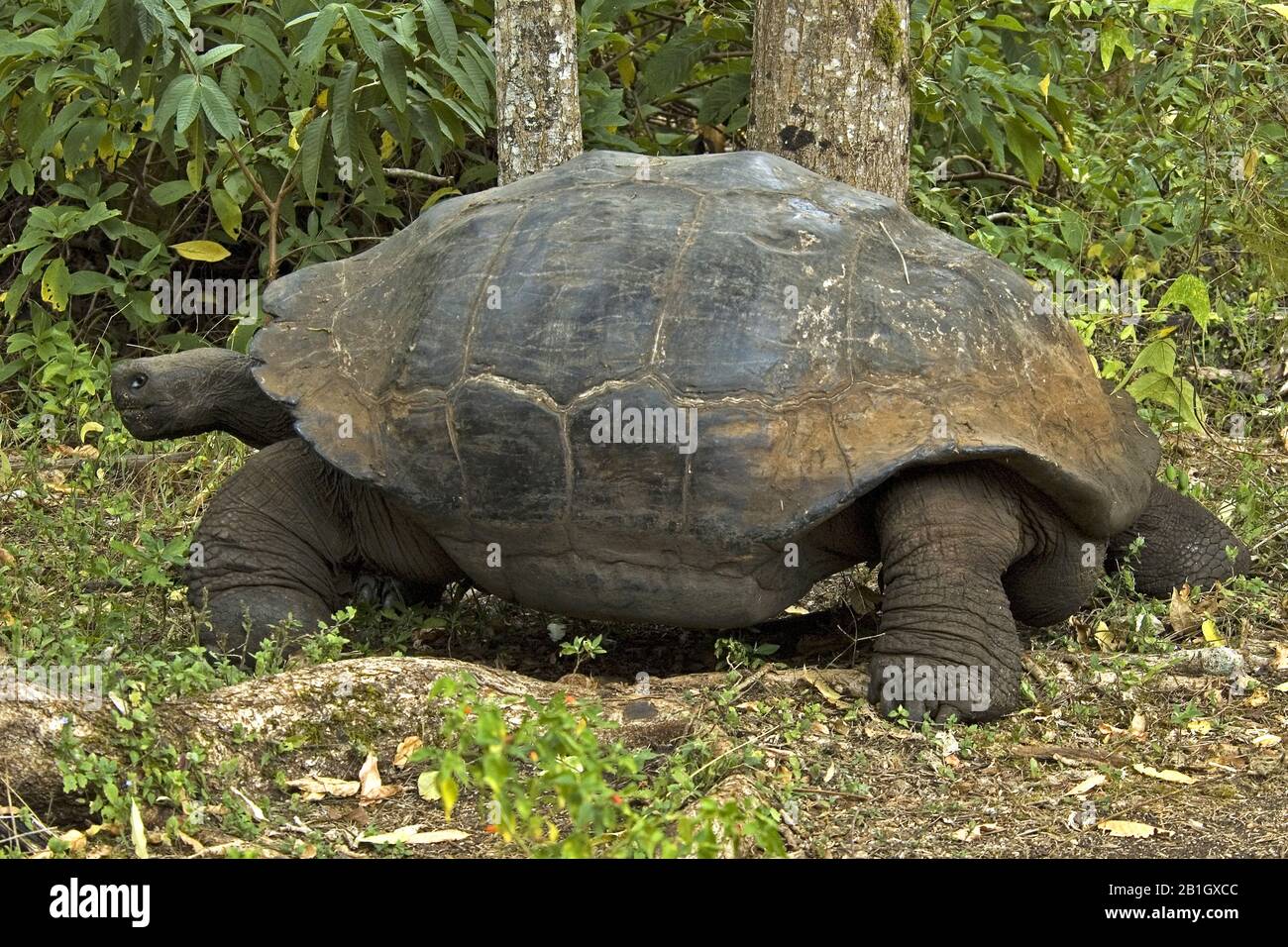 Galapagos tortue, Galapagos tortue géante (Chelonodis nigra, Geochelone elephantopus, Geochelone nigra, Testudo elephantopus, Chelonoides elephantopus), portrait complet, vue latérale, Équateur, îles Galapagos Banque D'Images