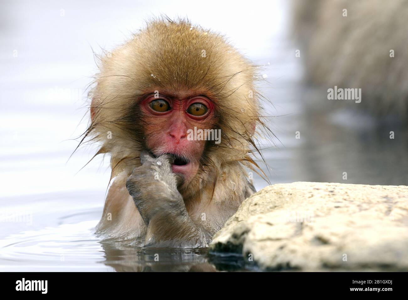 Macaque japonais, singe neigeux (Macaca fuscata), jeune assis dans un printemps chaud avec le doigt dans la bouche, Japon, Nagano, Jigokudani Yaen Koen Banque D'Images