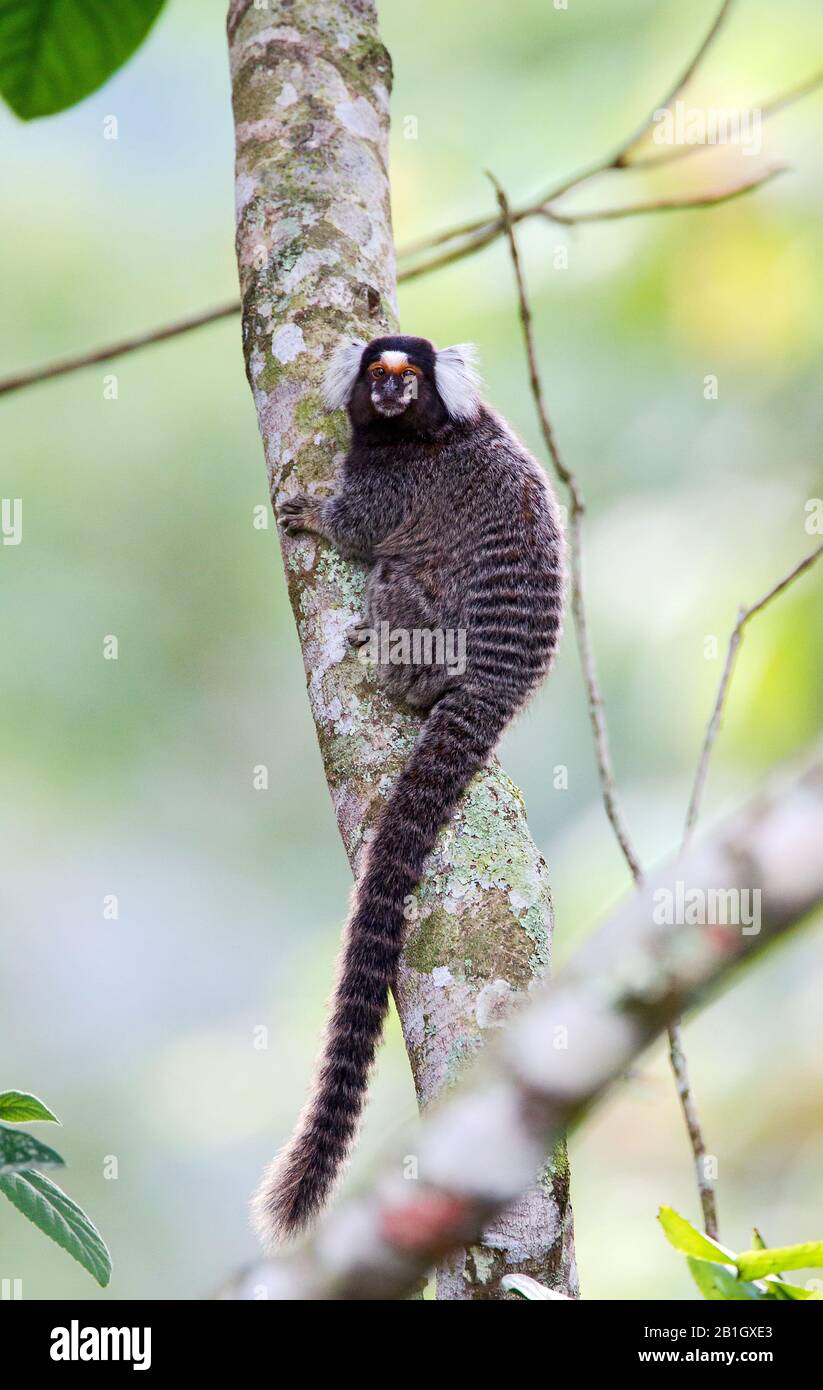 Marmoset commun (Callithrix jacchus), assis sur un tronc d'arbre, Brésil Banque D'Images