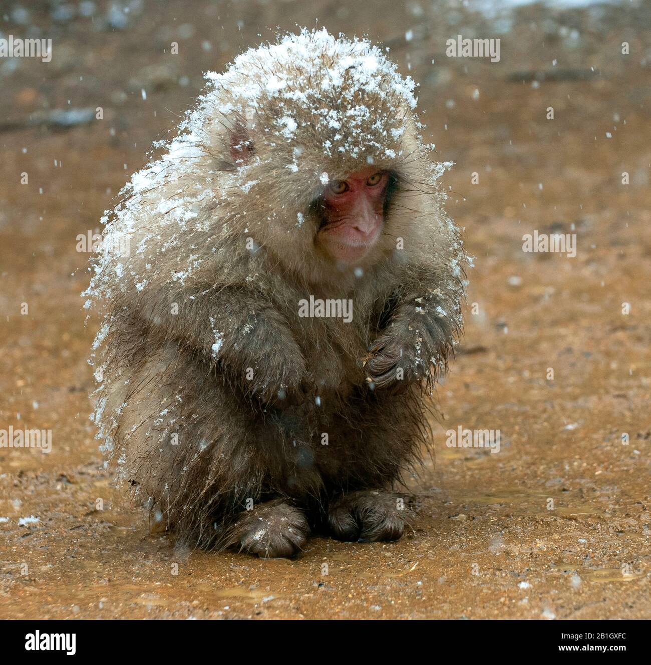 Macaque japonais, singe de neige (Macaca fuscata), petit singe se couche verglaçante à la chute de neige sur le sol, Japon Banque D'Images