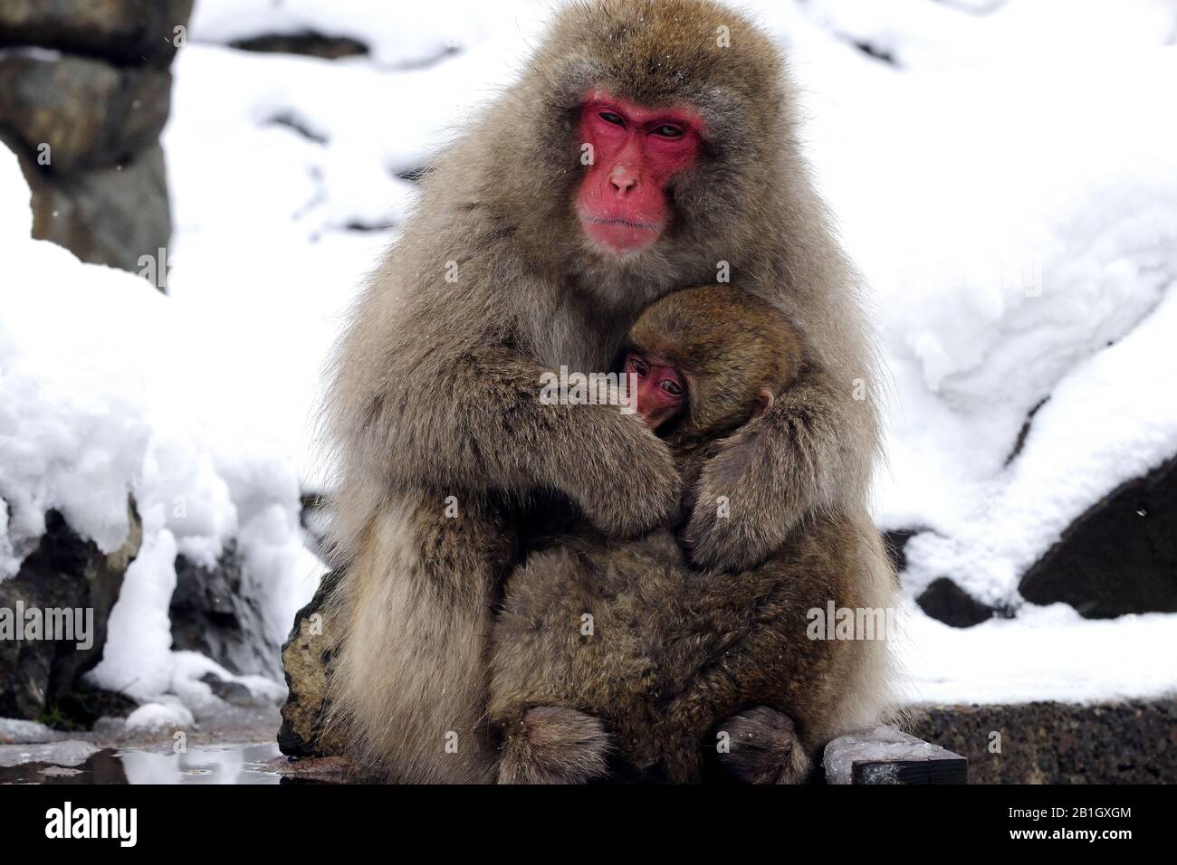 Macaque japonais, singe de neige (Macaca fuscata), avec bébé, Japon, Nagano, Jigokudani Yaen Koen Banque D'Images