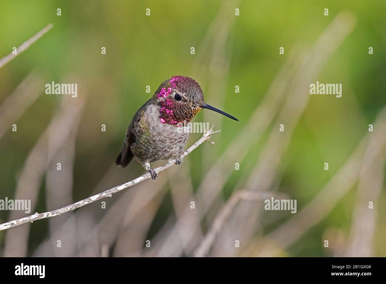 Anna's Hummingbird (Calypte anna), homme perçant à l'affût, États-Unis, Californie, Crystal Cove State Park Banque D'Images