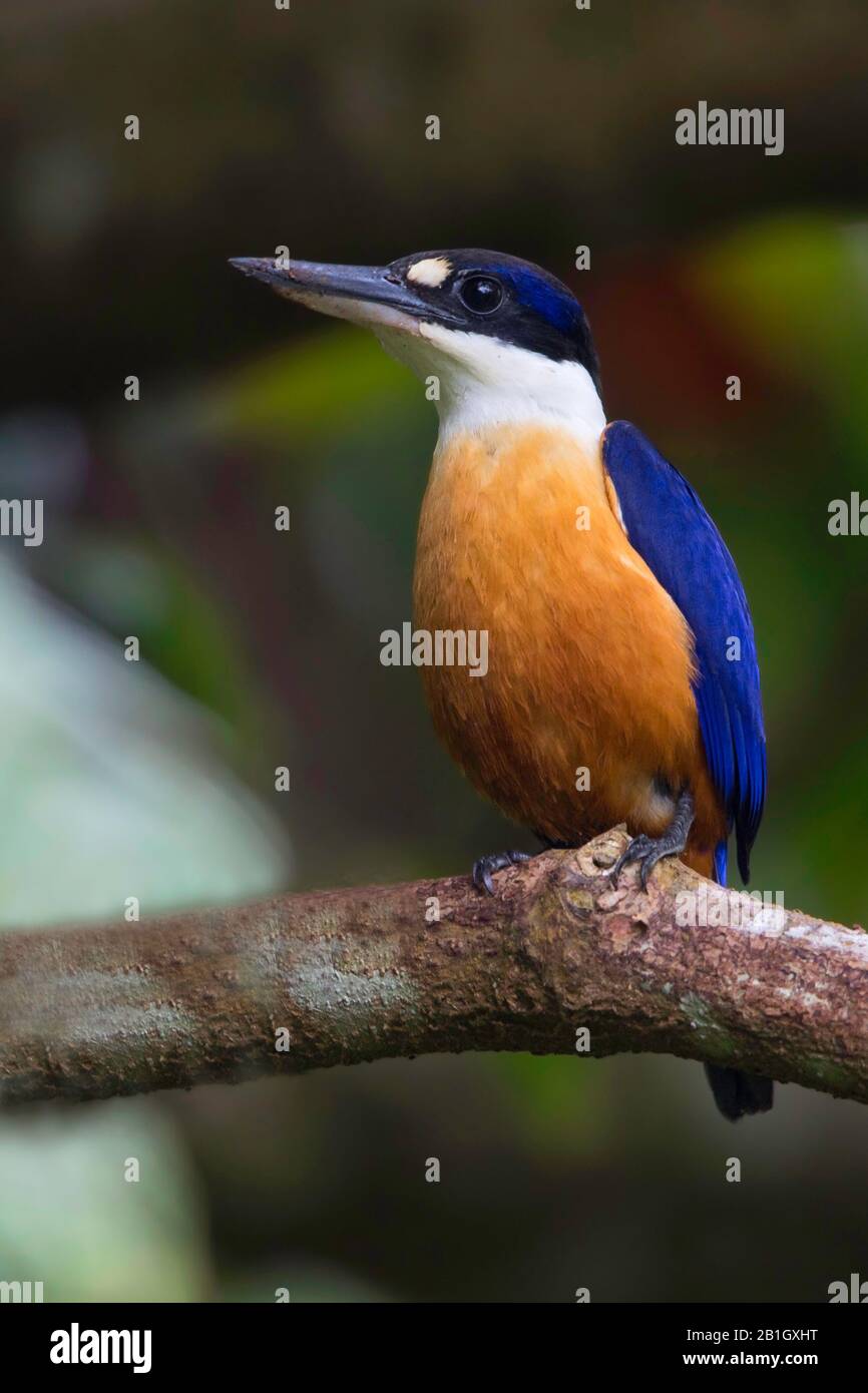 Vanuatu Kingfisher (Todiraphus farquhari), endémique à l'archipel de la ville de VANATata, ne se trouve que sur les îles d'Espiru Santo, Malo et Malakula, Vanuatu Banque D'Images