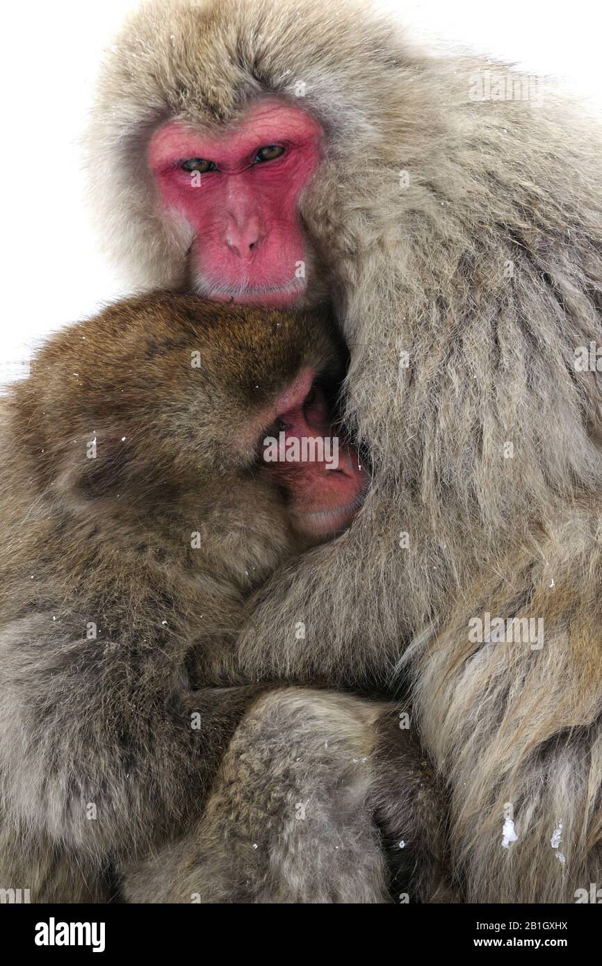 Macaque japonais, singe neige (Macaca fuscata), mère avec jeune, Japon, Nagano, Jigokudani Yaen Koen Banque D'Images