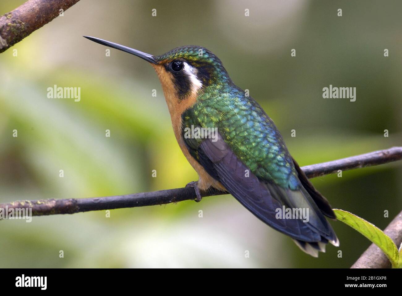 Joyau de montagne à gorge violette (Lampornis calolaema), femme, Costa Rica, Selvatura Banque D'Images