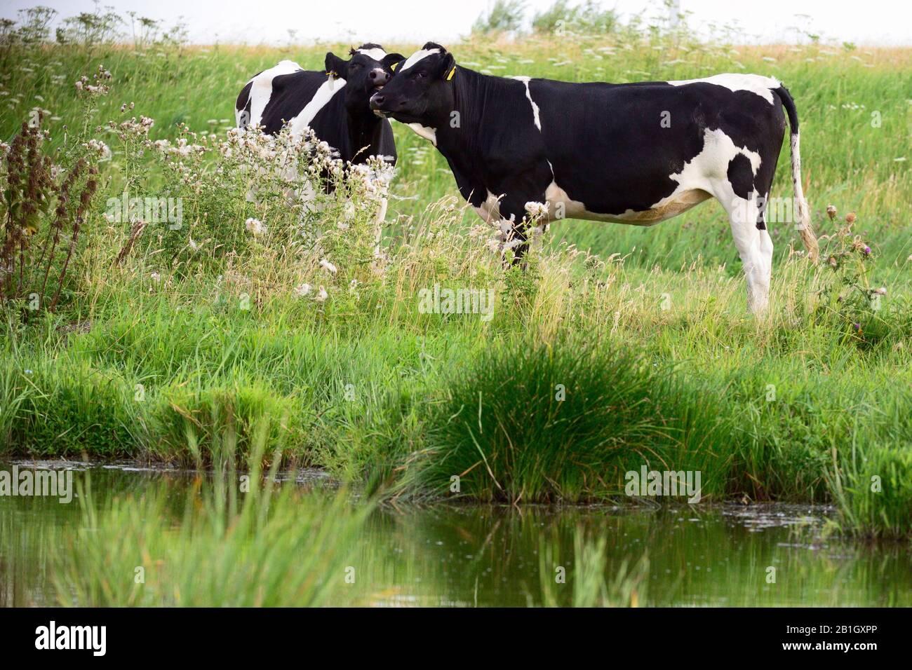 Bovins domestiques (Bos primigenius F. taurus), jeunes tatouages dans un pré à un étang, Pays-Bas, Marche Banque D'Images
